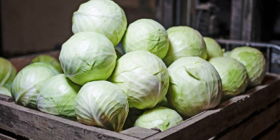 The company offers fresh white cabbage for the 2024