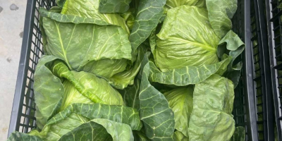 Leading producer and exporter of fresh young cabbage in