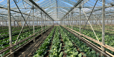 Leading producer and exporter of fresh young cabbage in
