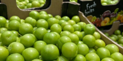 We wholesale green plums. Since quality is one of