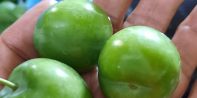 We wholesale green plums. Since quality is one of