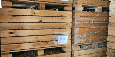 Romániában termelt héjas diót árulok