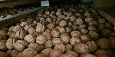 vendo noci in guscio produzione Romania