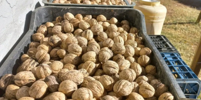 Продавам орехи с черупки произведени в Румъния