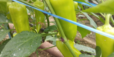 fresh green pepper export from Uzbekistan Our company in