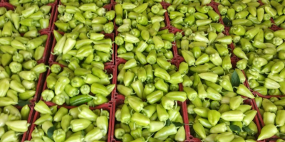 Export de ardei verde proaspăt din Uzbekistan Compania noastră