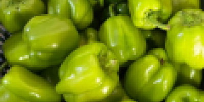 fresh green pepper export from Uzbekistan Our company in