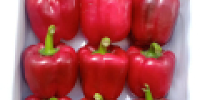 fresh green pepper export from Uzbekistan Our company in