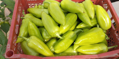 Esportazione di peperoni verdi freschi dall&#39;Uzbekistan La nostra azienda