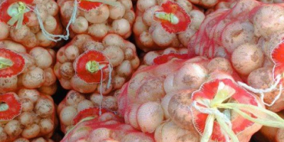 NEW YOUNG ONION / NEW ONIONS START IN UZBEKISTAN