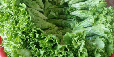 export from Uzbekistan all type fresh dill green vegetables