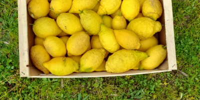 Bio-Zitronen aus Kampanien