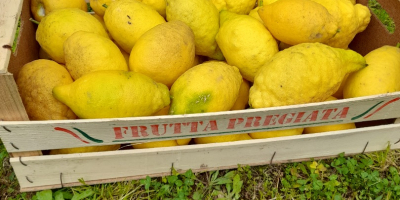 Органические лимоны из Кампании