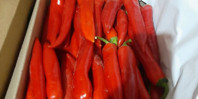 fesh red chili friss piros chili export Üzbegisztánból Fly