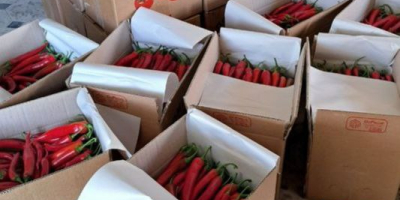 frische rote Chilis, frischer Export roter Chilis aus Usbekistan