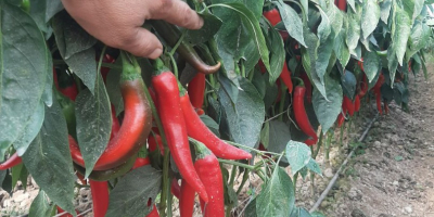 frische rote Chilis, frischer Export roter Chilis aus Usbekistan