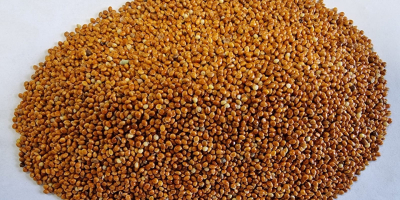 Red millet/ Red millet Price given FCA Osina Mała,
