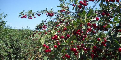 Oblacinska cherry for sale, harvest 2024. Expected ripening time