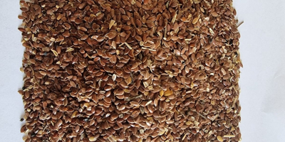 Brown linseed / Brown flaxseed Price given FCA Osina
