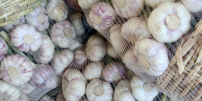 Zu verkaufen: Frischer lila ägyptischer Knoblauch in zwei Verpackungsarten
