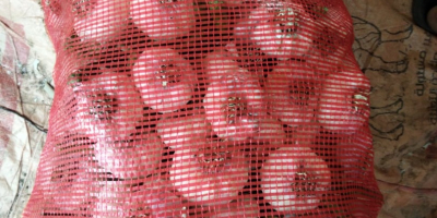 In vendita: aglio egiziano viola fresco in due tipologie
