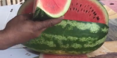 We are importers and producers of Zaghoura watermelon. We