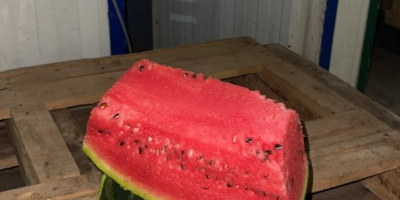 We are importers and producers of Zaghoura watermelon. We