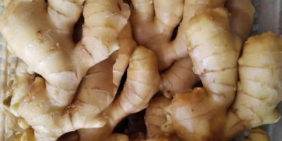 Fresh ginger rhizome for sale. Possibility of selling in