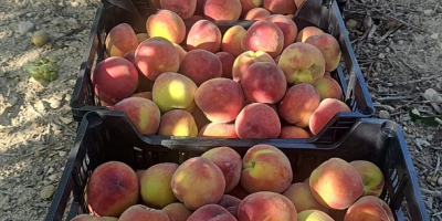 Peach - large quantities - super quality - Spain