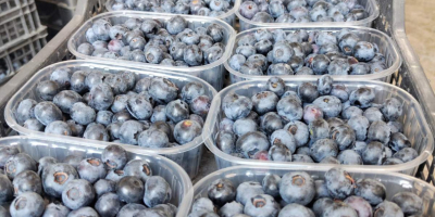 We produce and sell fresh bluberries. Ripenig time is