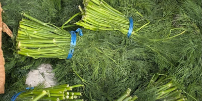 We sell fresh dill with permanent import, the possibility