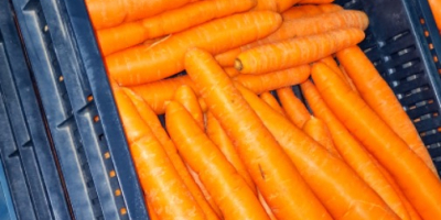 Hand-picked Hungarian carrots for sale