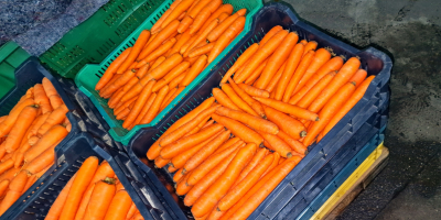 Handverlesene ungarische Karotten zum Verkauf