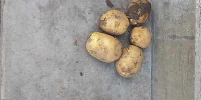 Продавам млади картофи сорт ривиера, отгледани на около 40