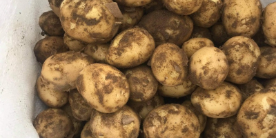 I am selling new potatoes of the riviera variety,