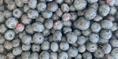 We sell cultivated blueberries, Duke, BlueGold, Draper, Hurron, Aurora