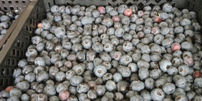 We sell cultivated blueberries, Duke, BlueGold, Draper, Hurron, Aurora
