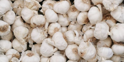 This high-quality industrial garlic comes from Spain, where the