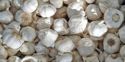 This high-quality industrial garlic comes from Spain, where the