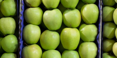 Wir bieten Äpfel aus Polen aller Sorten in jeder