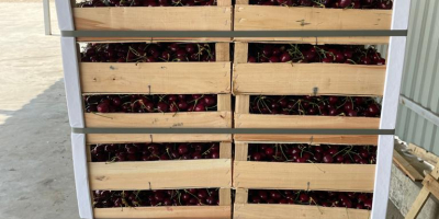 produciamo e distribuiamo: ciliegie, prugne e la più dolce