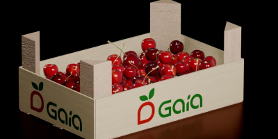 we produce and distribute: cherries, plums and the sweetest