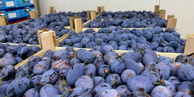 producem si distribuim: cirese, prune si cel mai dulce
