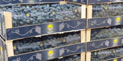 Gyártunk és forgalmazunk: cseresznyét, szilvát és a moldovai szőlő
