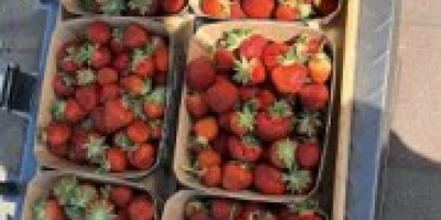 Ich werde große Mengen Erdbeeren verkaufen, die Ernte beginnt