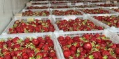 Ich werde große Mengen Erdbeeren verkaufen, die Ernte beginnt
