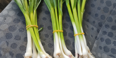 Verkauf von zartem Knoblauch. Der Verkauf erfolgt nur auf