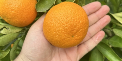 Experimentați fericirea citrice pe tot parcursul anului cu portocalele