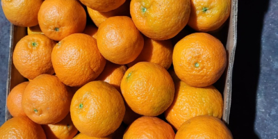 Erleben Sie das ganze Jahr über Zitrusglück mit Valencia-Orangen!