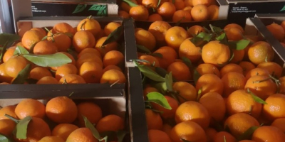 Erleben Sie das ganze Jahr über Zitrusglück mit Valencia-Orangen!